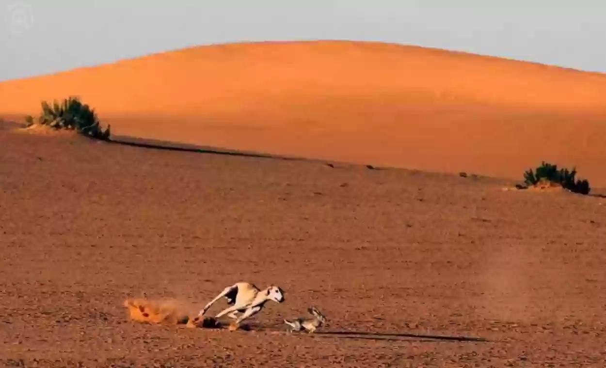 صيد الحيوانات البرية في السعودية صار قانوني