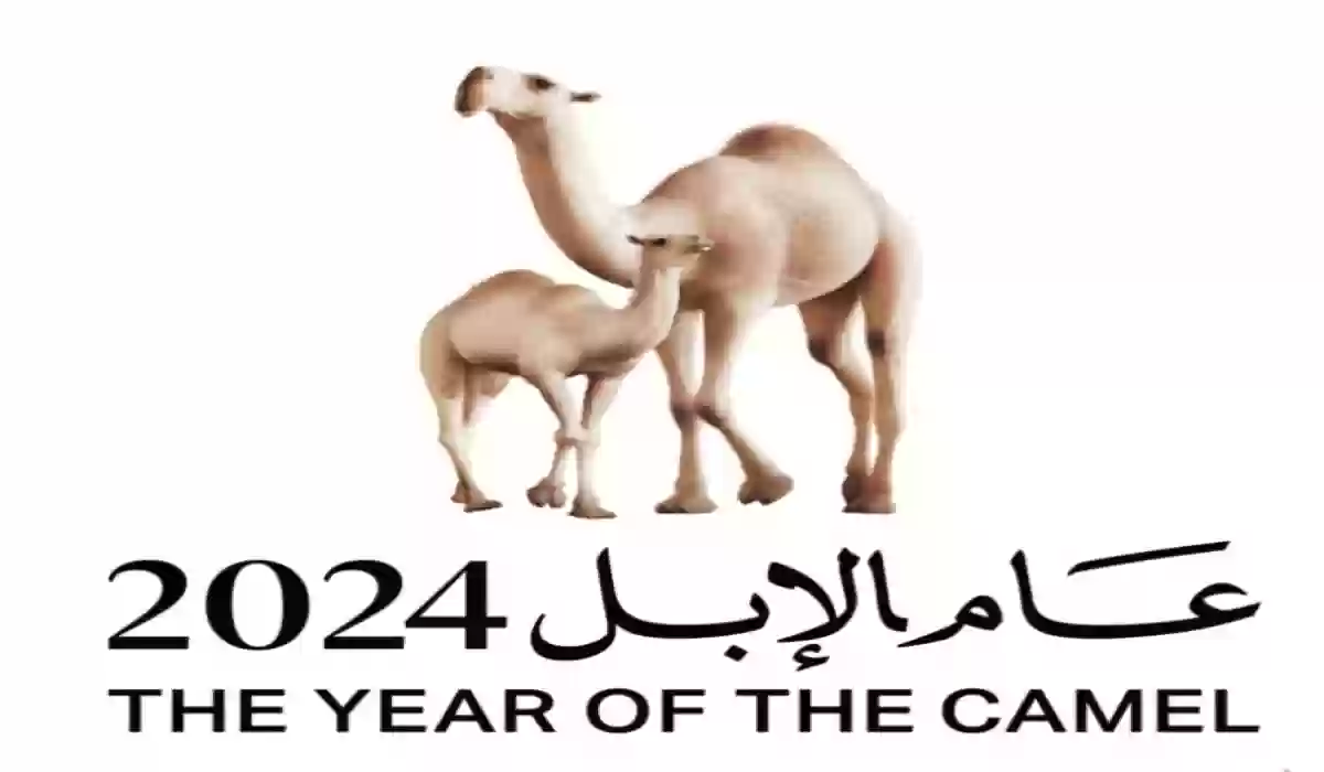 لماذا سمي عام 2024 بعام الإبل؟