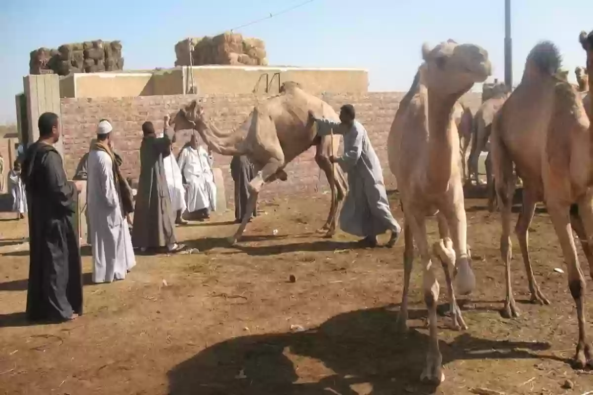 يكشف عن تحديات تجارة حليب الإبل ومقدار الإنتاج اليومي..