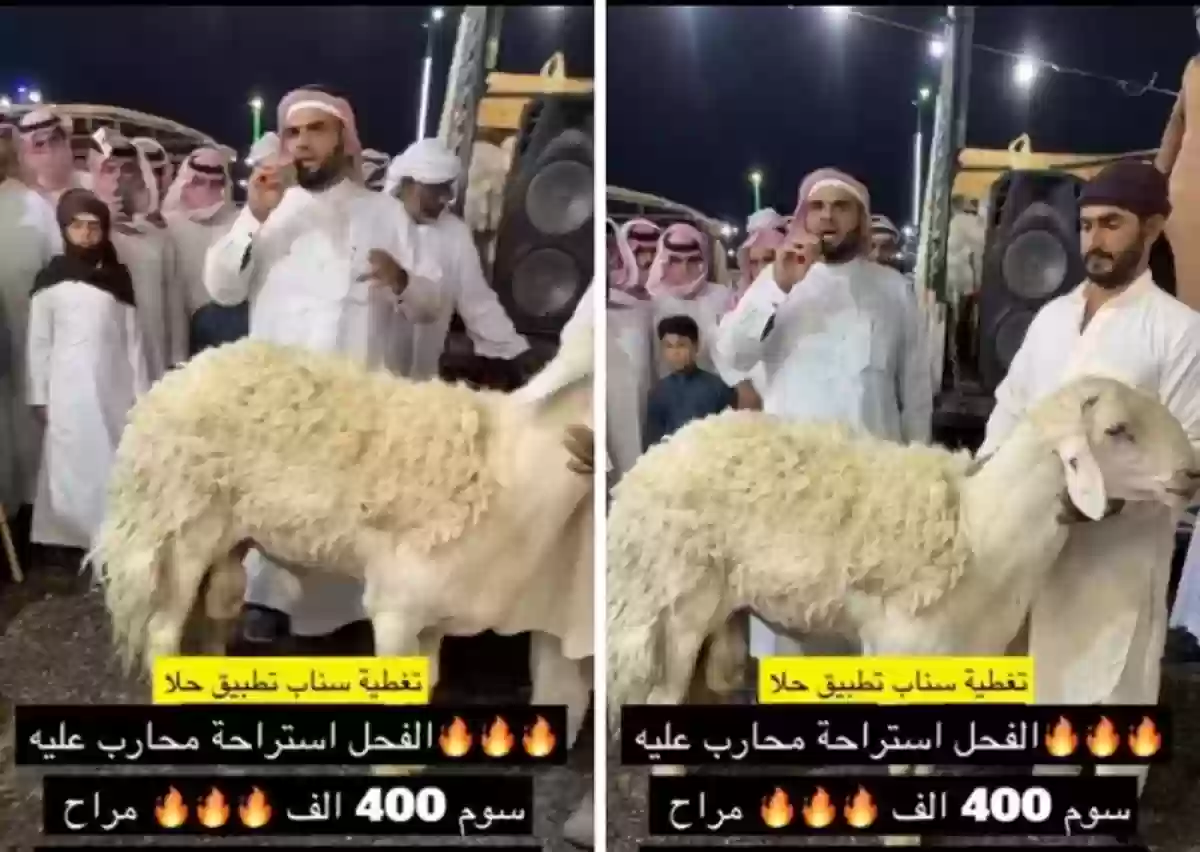 فحل بـ 400 ألف ريال في مزاد علني بالسعودية