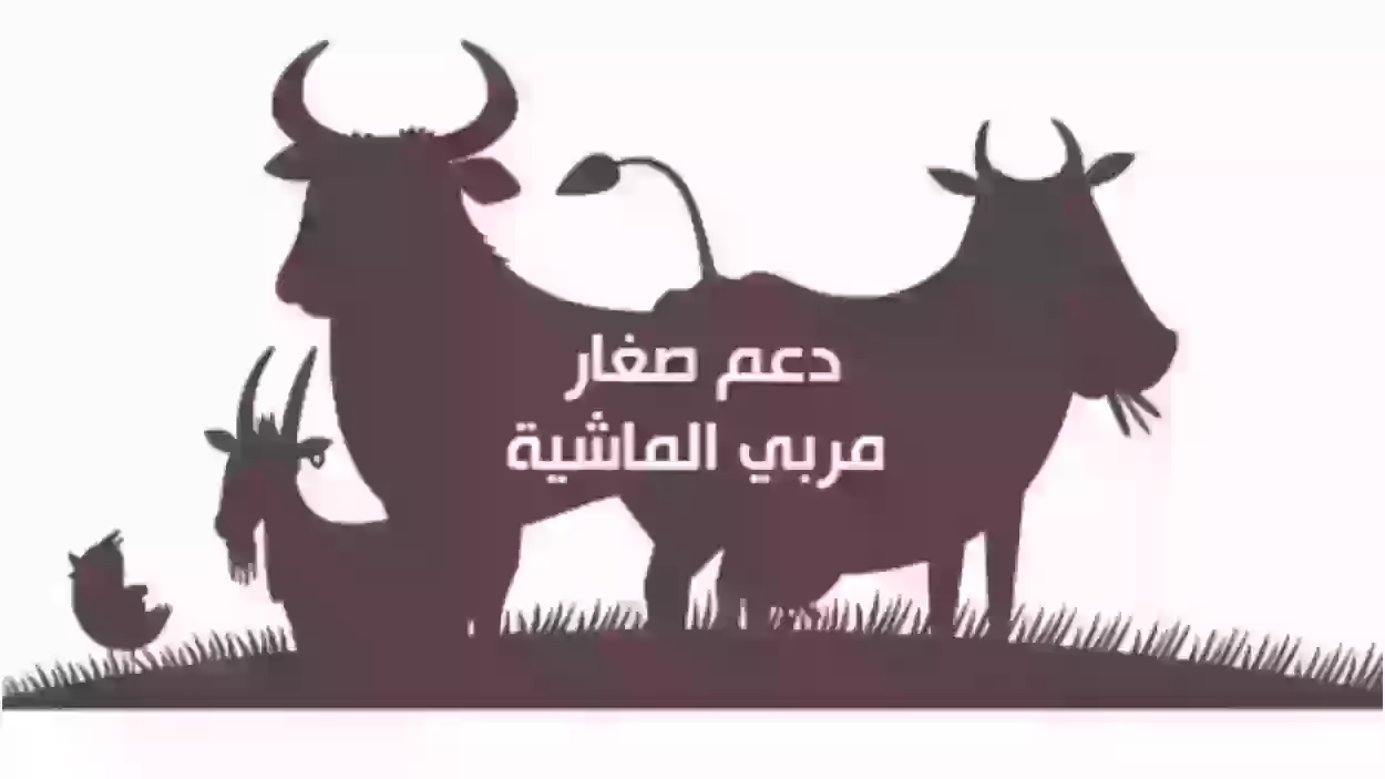 كيفية التسجيل في دعم المواشي 1445 والخطوات المطلوبة