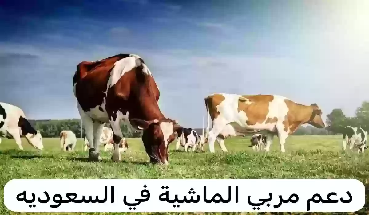 ما هي شروط التسجيل في دعم مربي المواشي في المملكة 1445؟